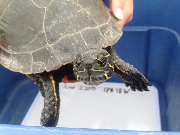 Turtle could take title: Saskatchewan specimen could be largest of its ...