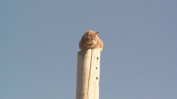 Cat on pole