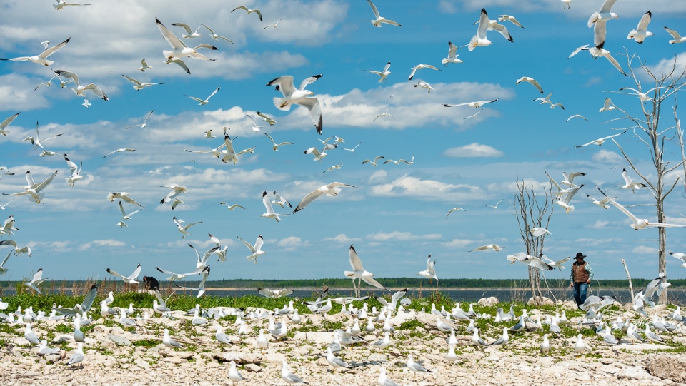 Birds Saskatchewan River Delta