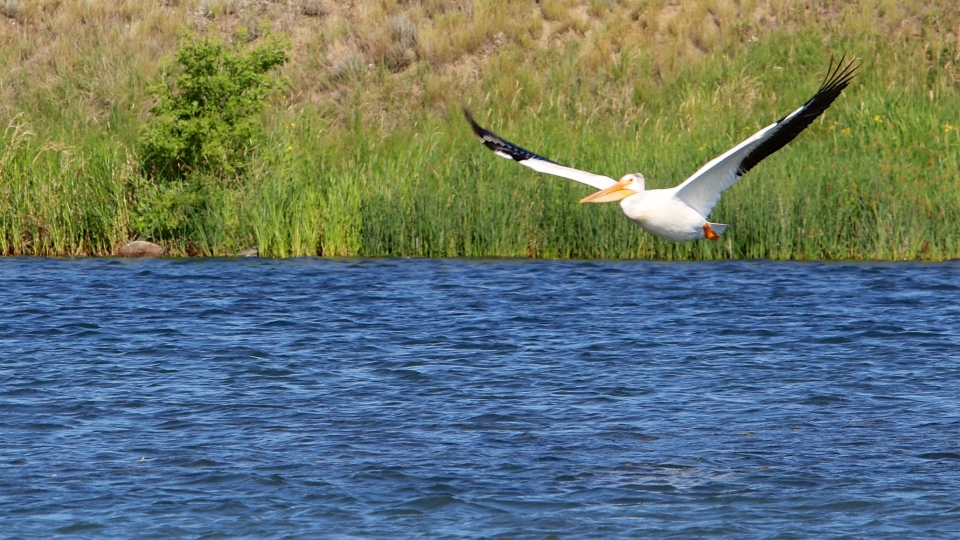 Pelican Buffalo Pound Lake